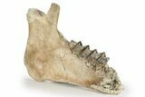 Fossil Titanothere (Megacerops) Jaw - South Dakota #249237-2